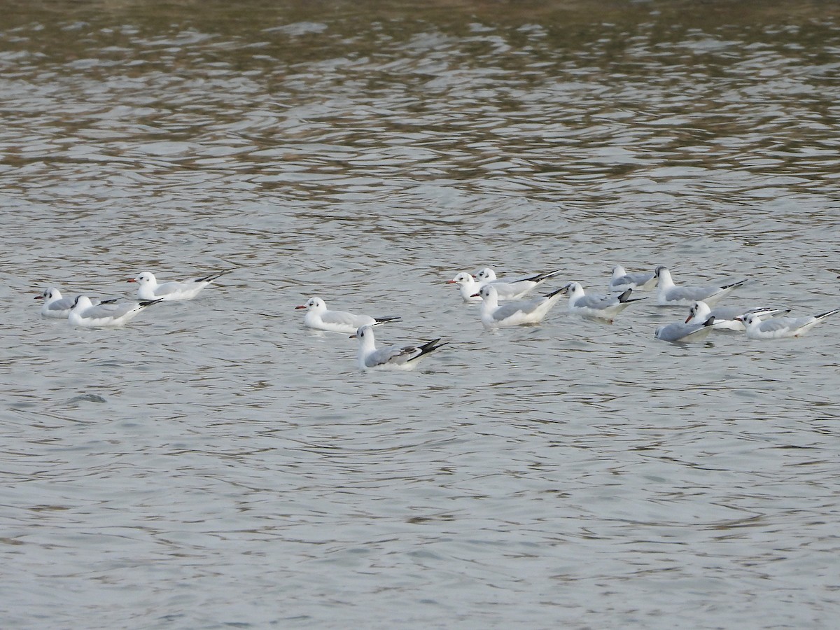 Gaviota Reidora - ML626978098