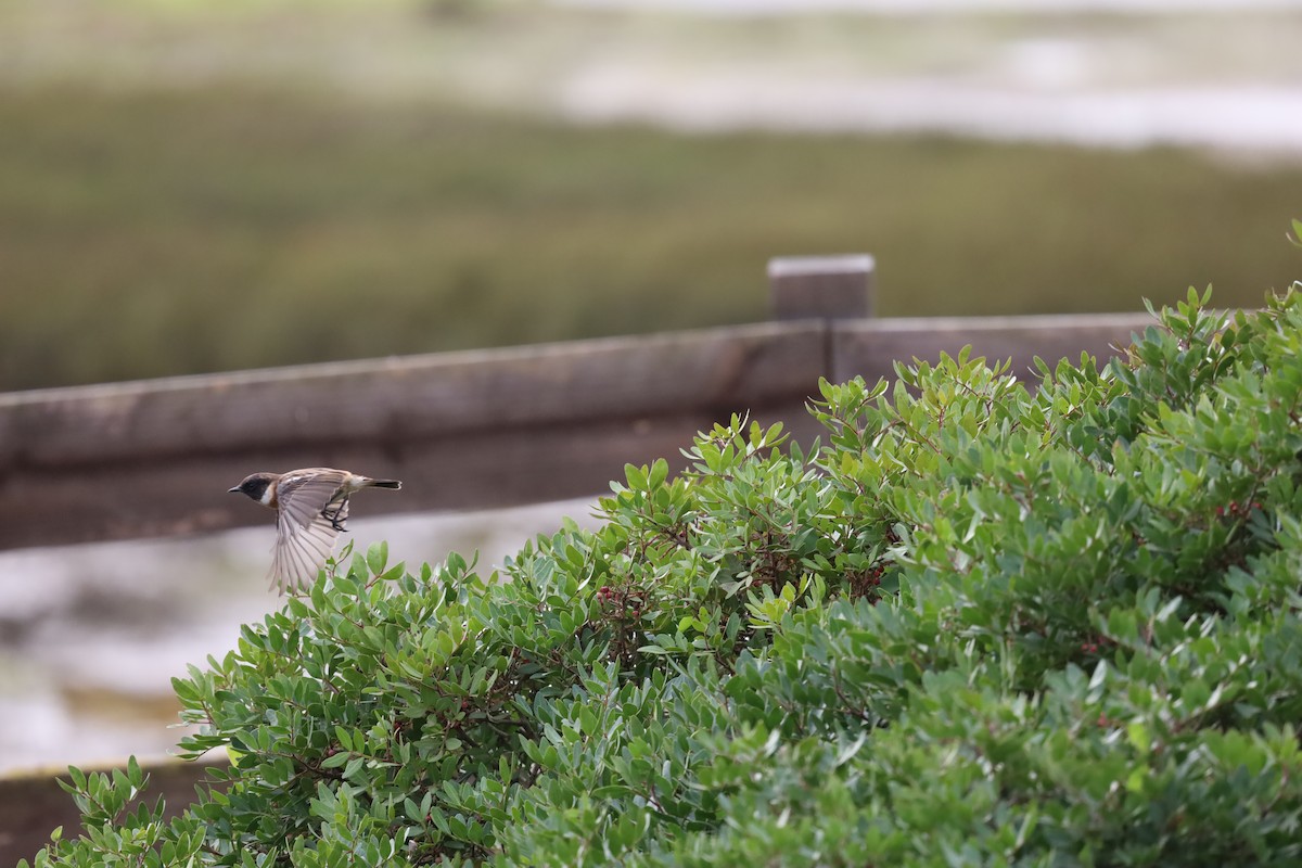 European Stonechat - ML626978107