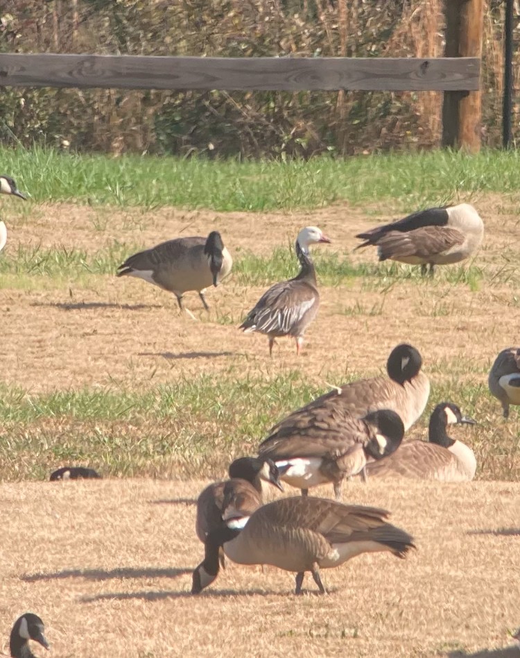 Snow Goose - ML626978130