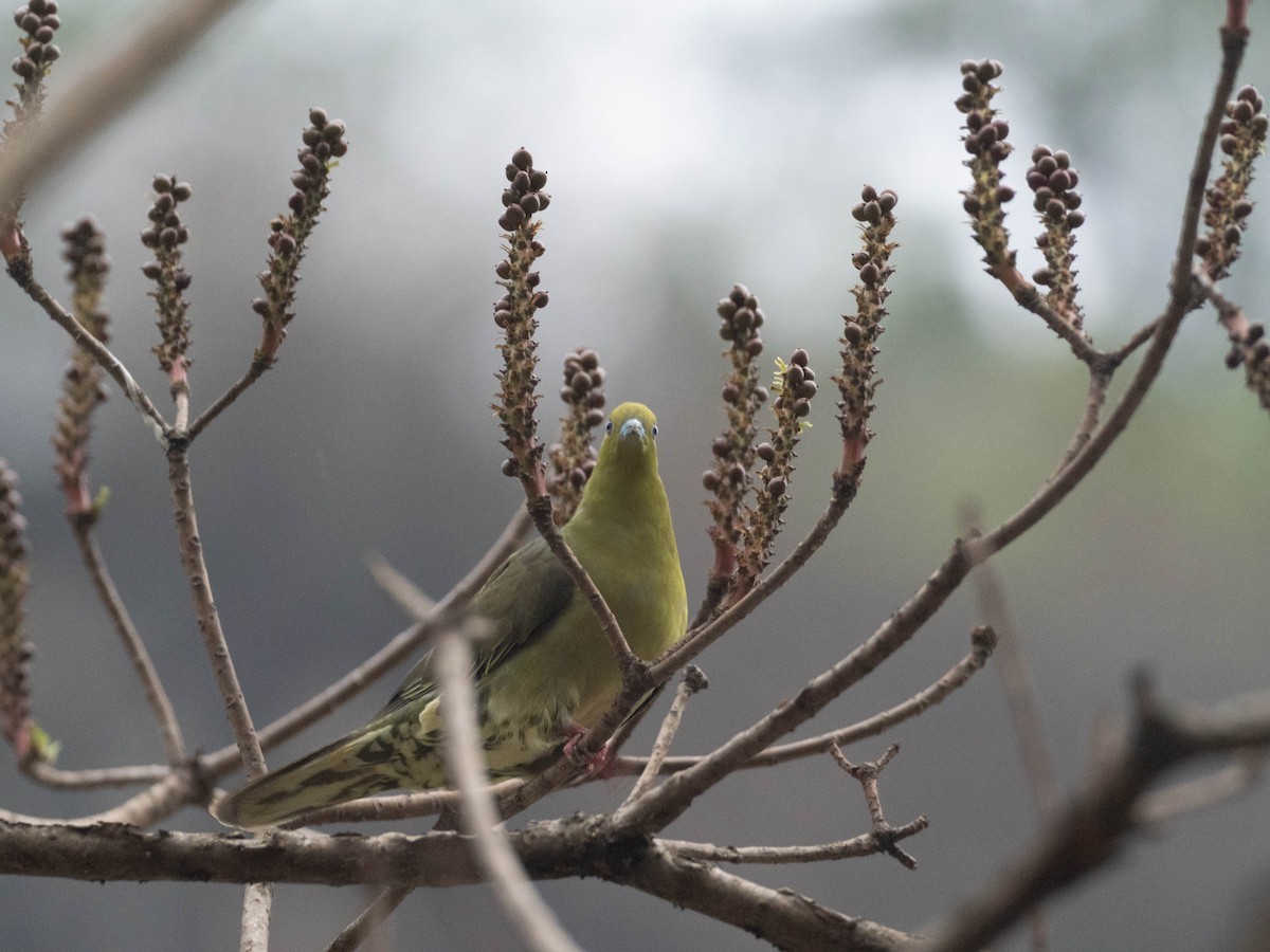 Wedge-tailed Green-Pigeon - ML626978282