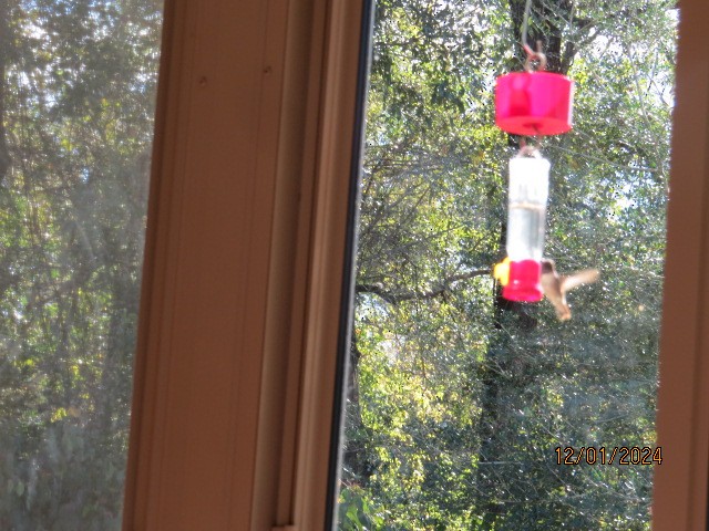 hummingbird sp. - ML626978292