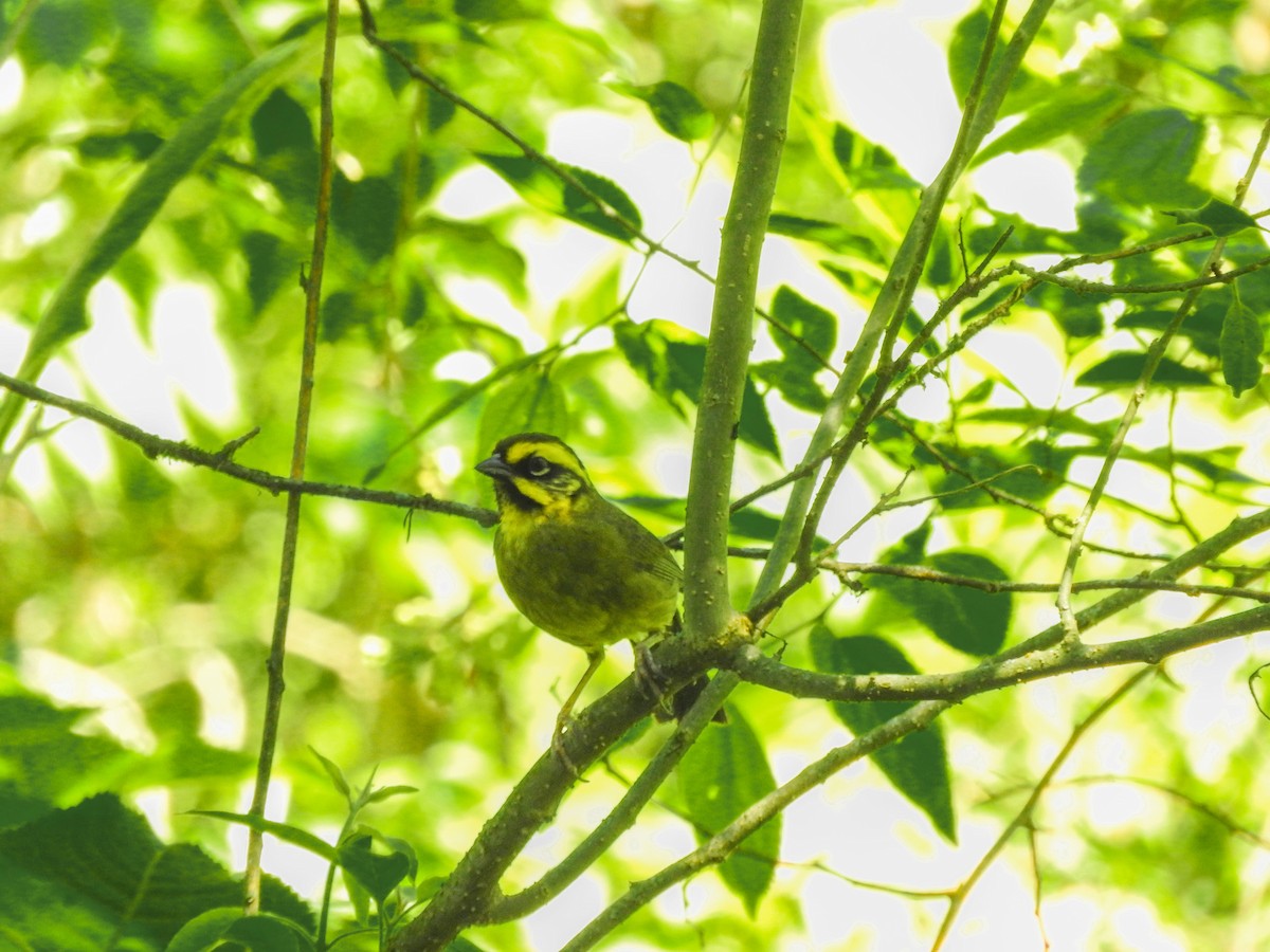 Yellow-striped Brushfinch - ML626978324