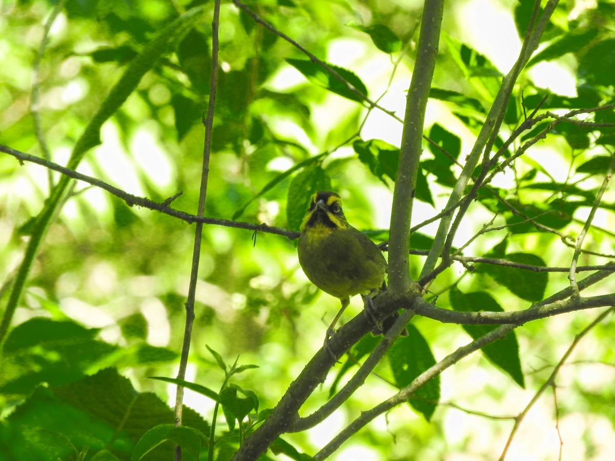 Yellow-striped Brushfinch - ML626978325