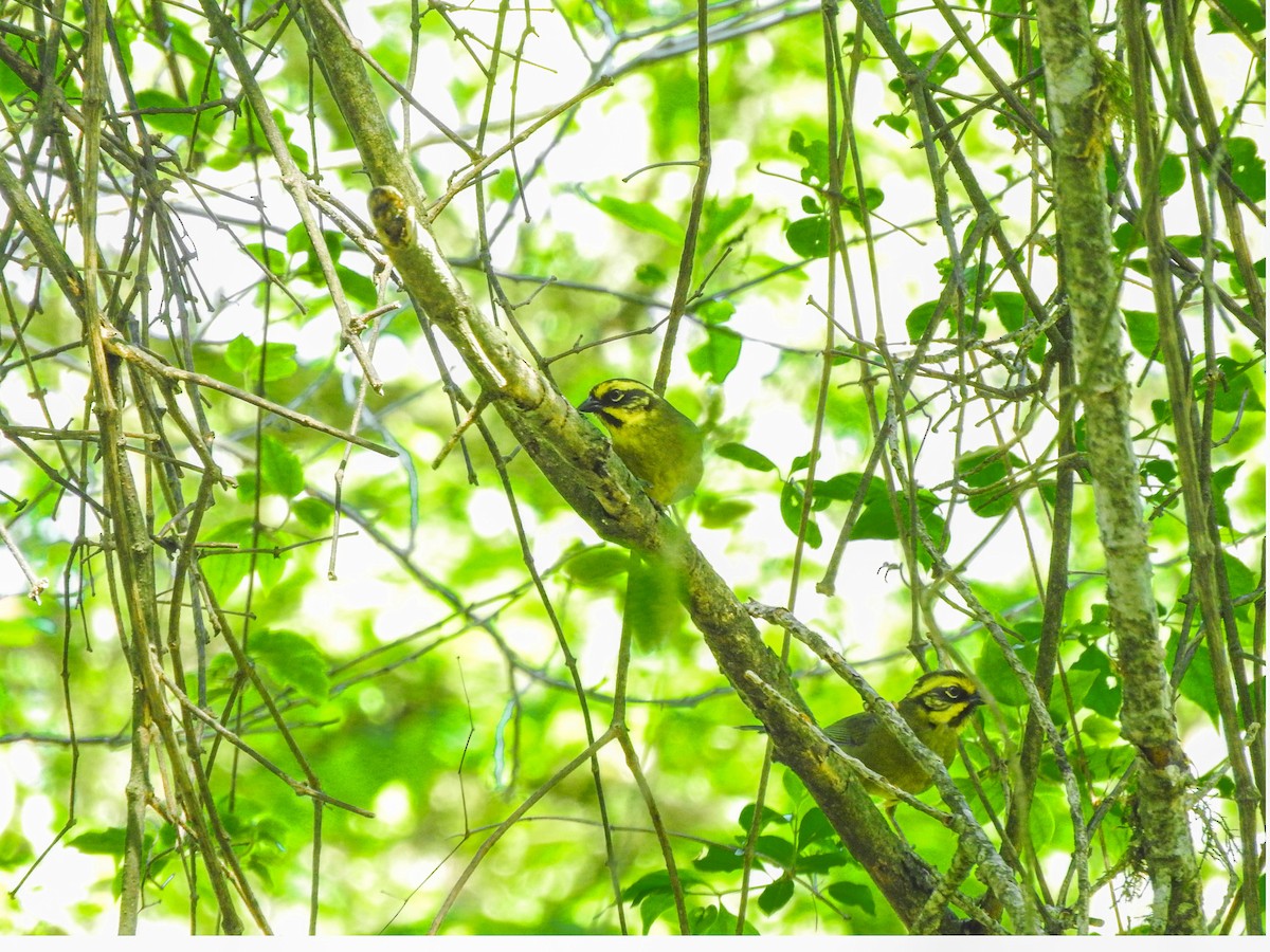 Yellow-striped Brushfinch - ML626978326