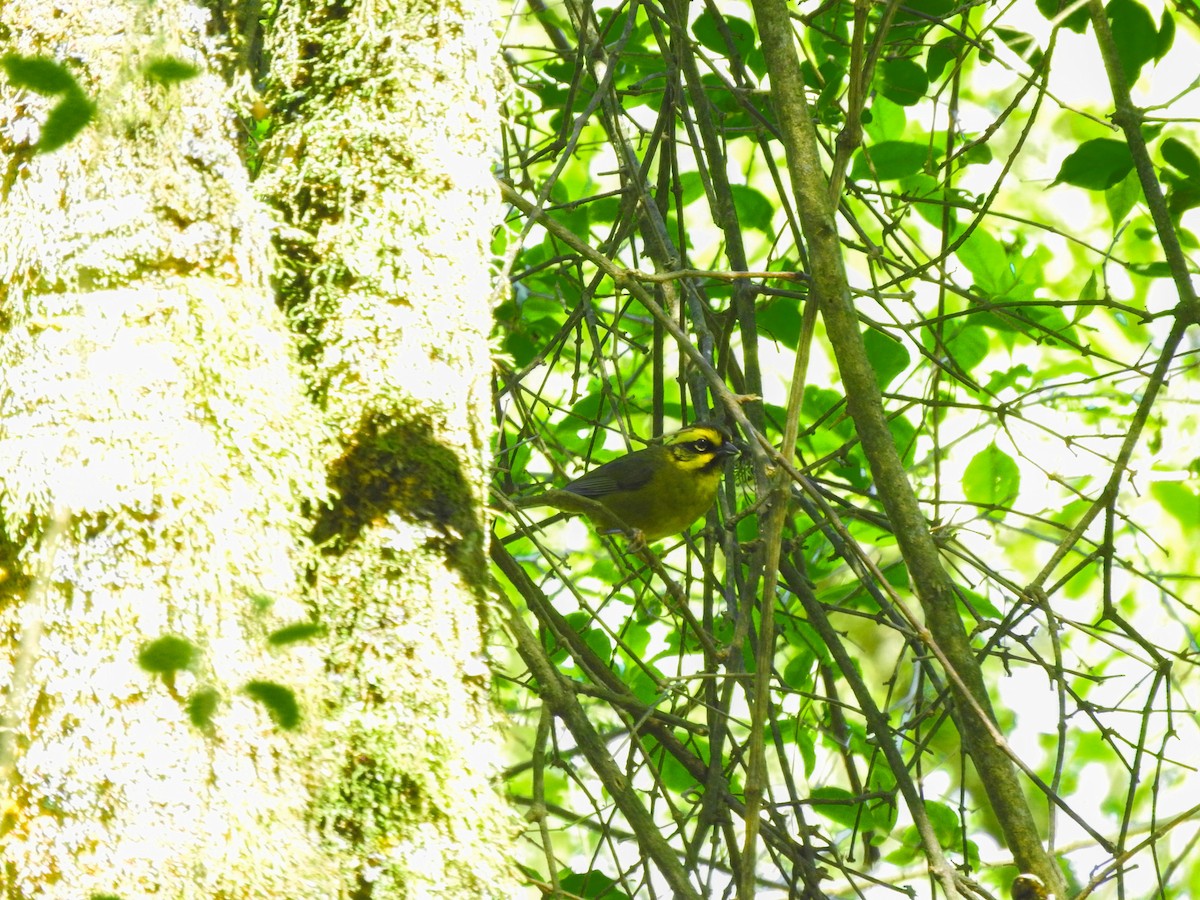 Yellow-striped Brushfinch - ML626978327