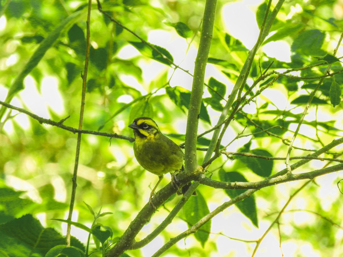 Yellow-striped Brushfinch - ML626978328