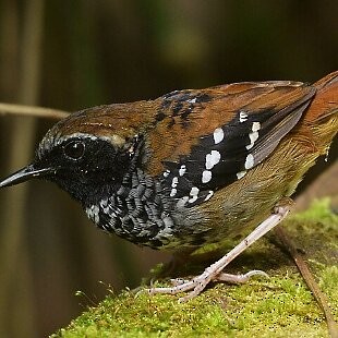 Squamate Antbird - ML626978329