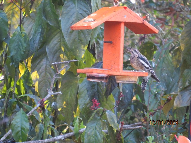 Yellow-bellied Sapsucker - ML626978337