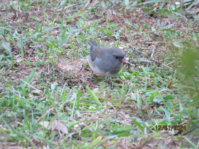 Dark-eyed Junco - ML626978371