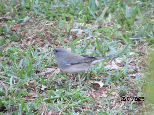Dark-eyed Junco - ML626978384