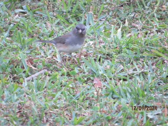 Dark-eyed Junco - ML626978415