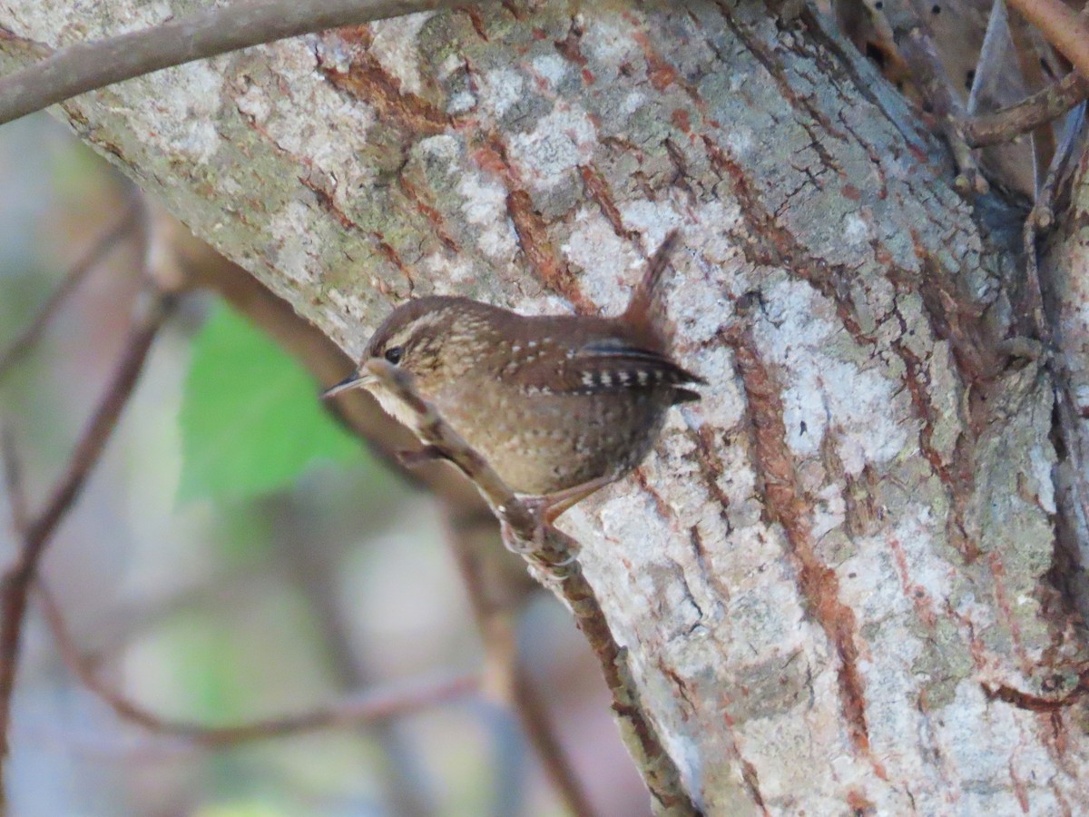 Pacific/Winter Wren - ML626978460