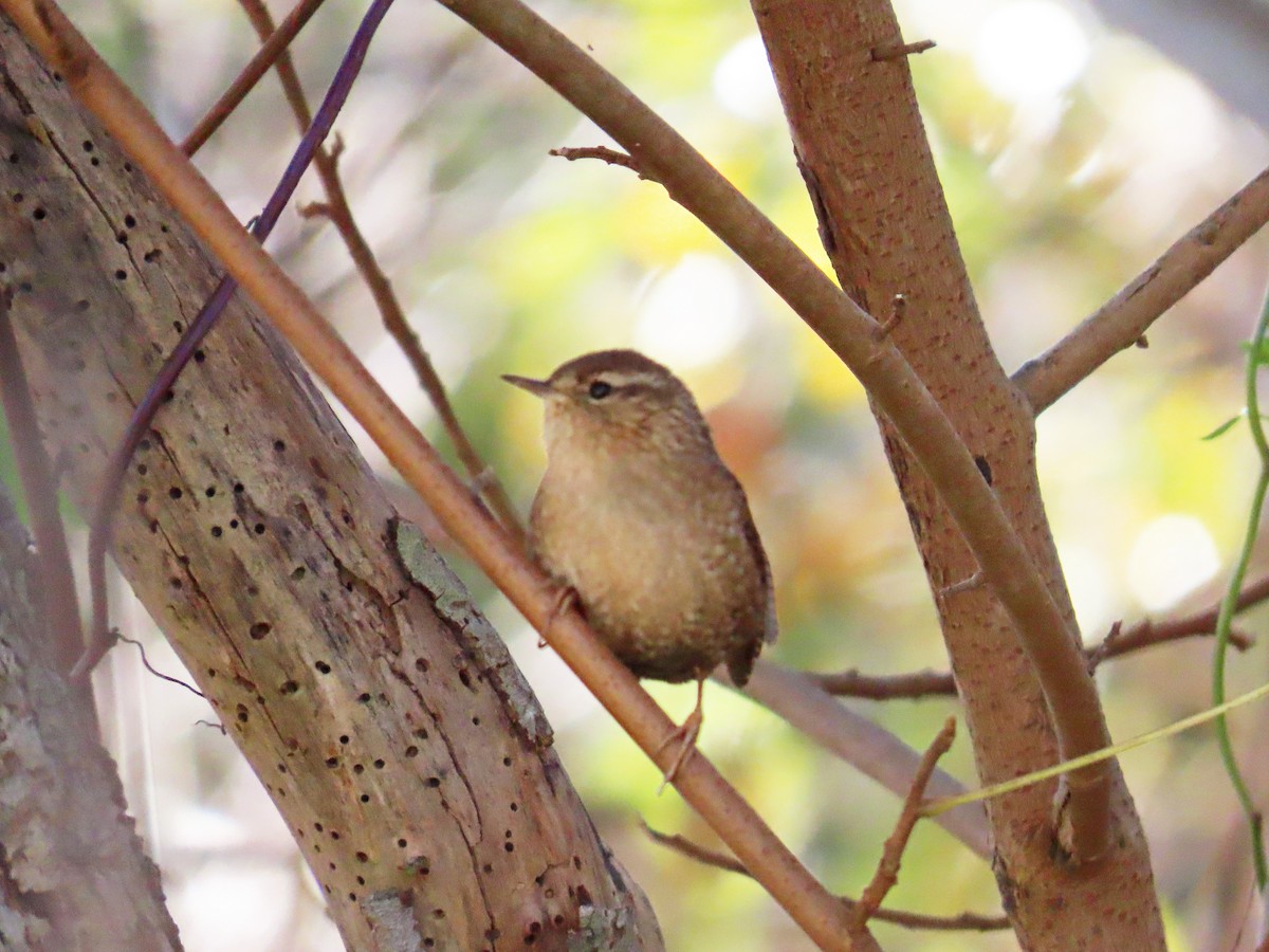 Pacific/Winter Wren - ML626978475