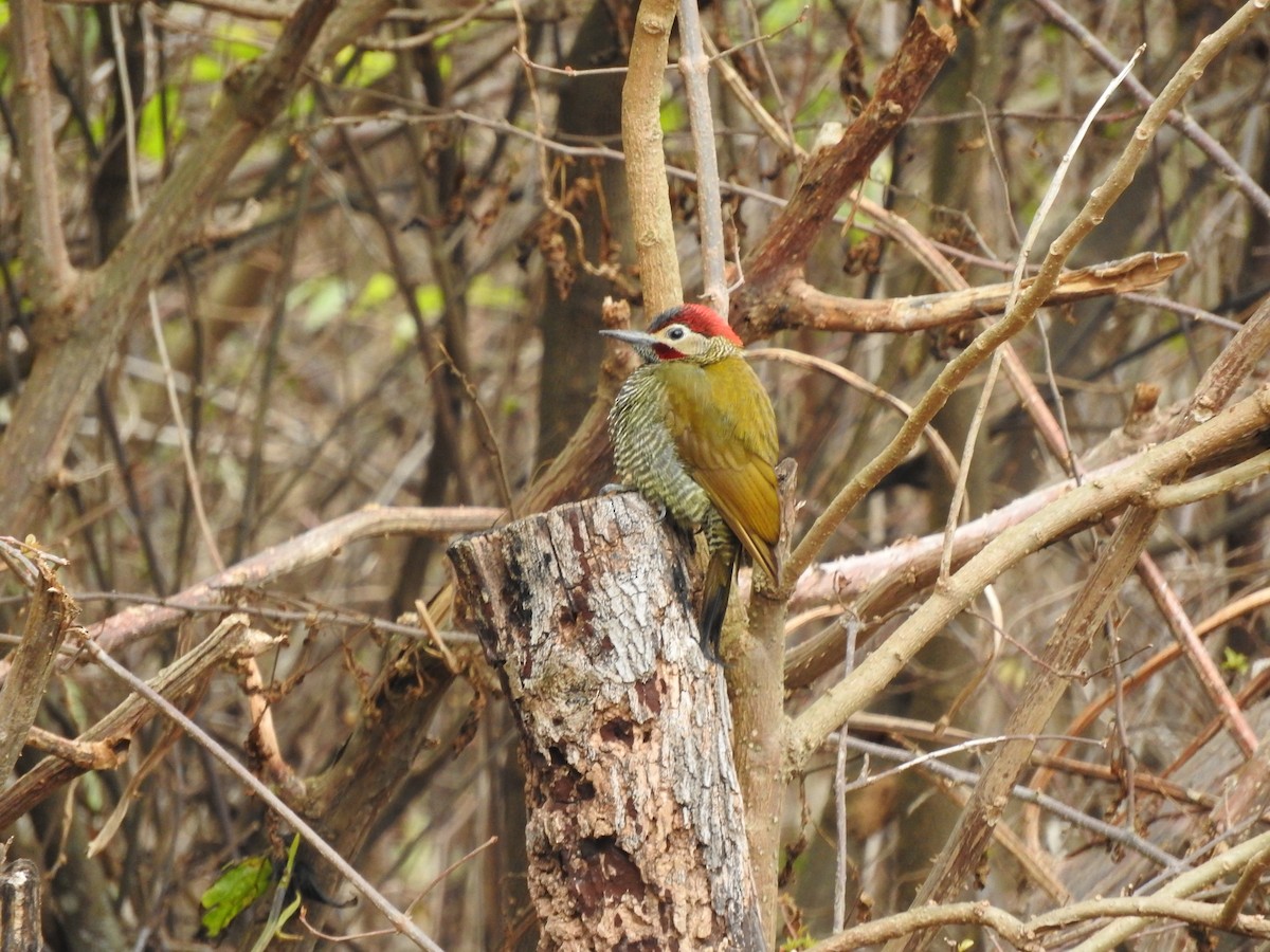 Golden-olive Woodpecker - ML626978581