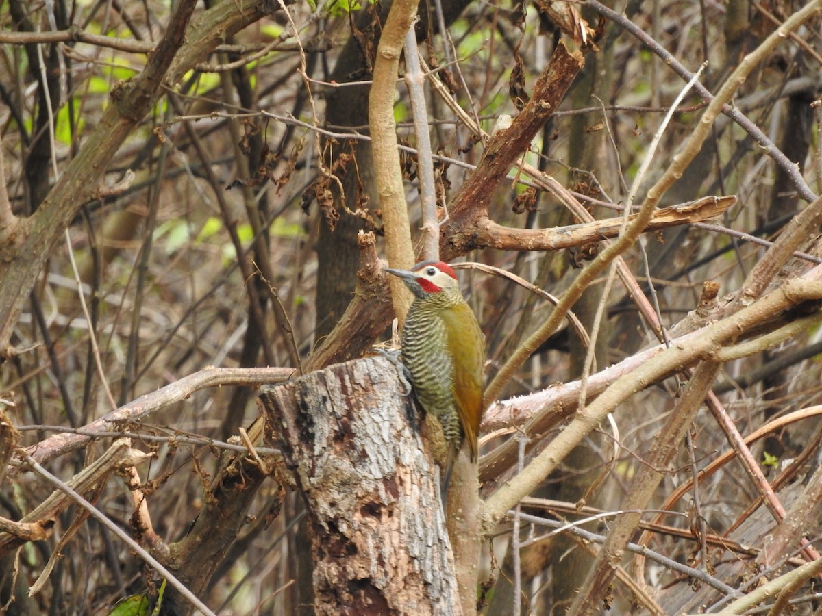 Golden-olive Woodpecker - ML626978582