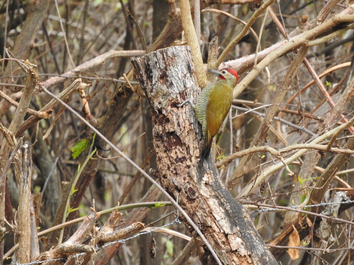 Golden-olive Woodpecker - ML626978583