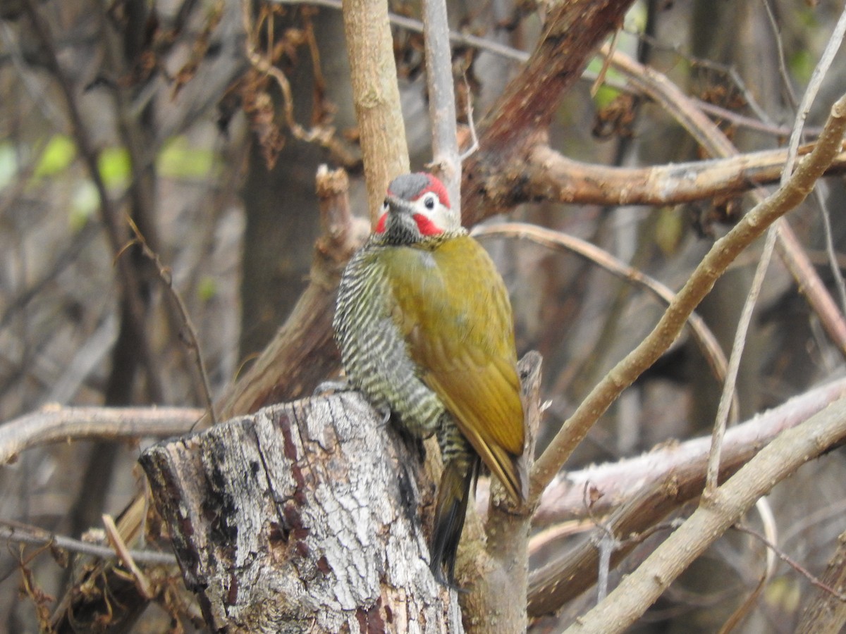 Golden-olive Woodpecker - ML626978584