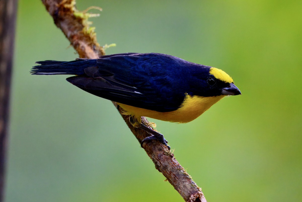 Orange-bellied Euphonia - ML626978624