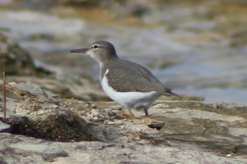 Andarríos Maculado - ML626978670
