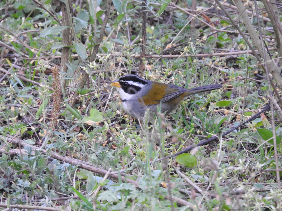 Moss-backed Sparrow - ML626978689