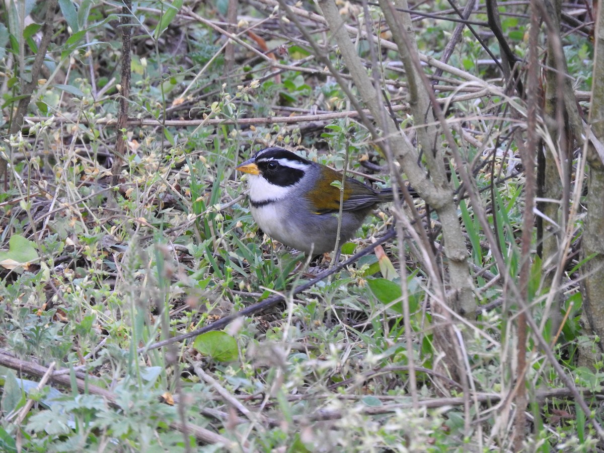 Moss-backed Sparrow - ML626978690