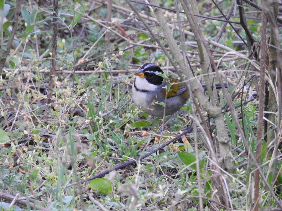 Moss-backed Sparrow - ML626978698