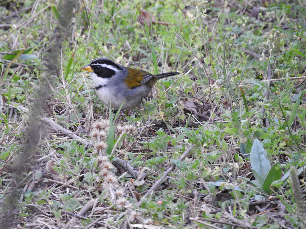 Moss-backed Sparrow - ML626978702