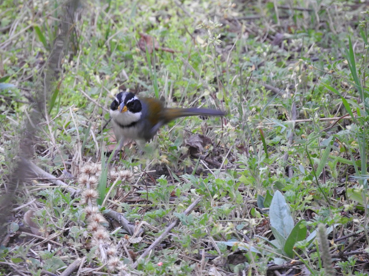 Moss-backed Sparrow - ML626978720