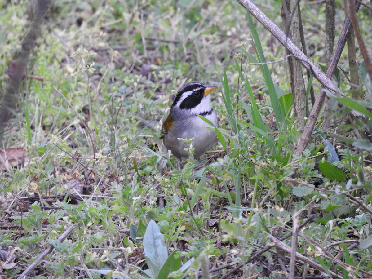 Moss-backed Sparrow - ML626978721