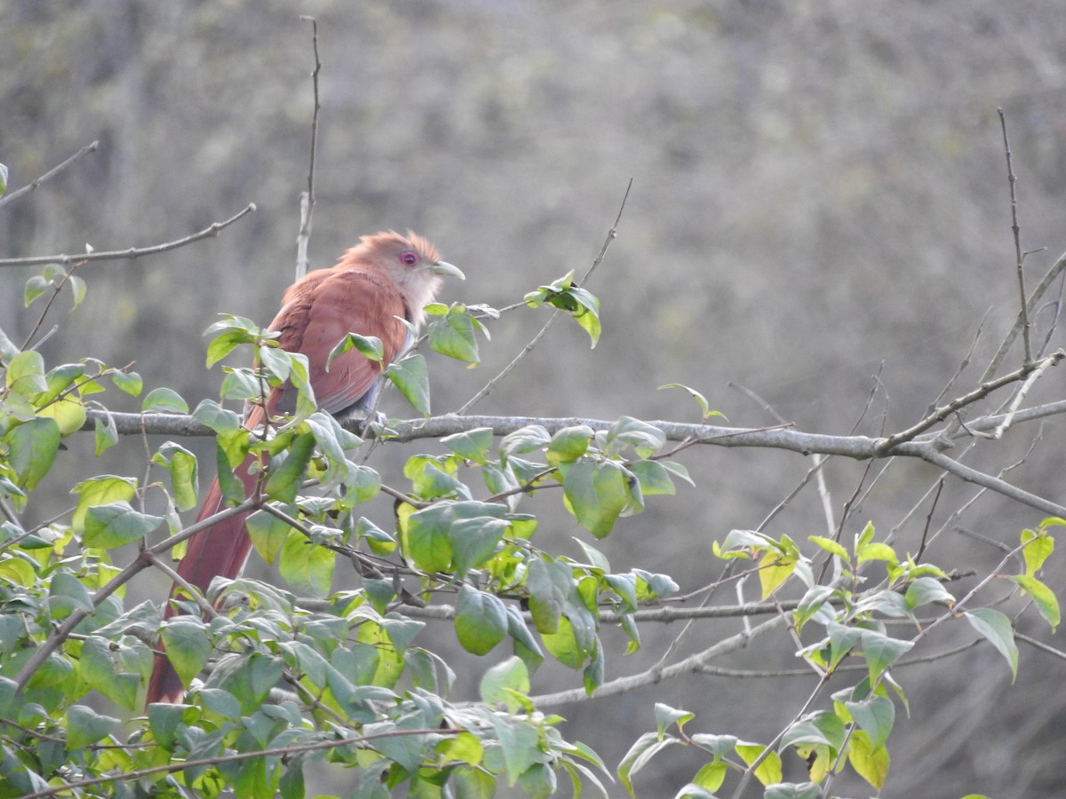 Squirrel Cuckoo - ML626978760