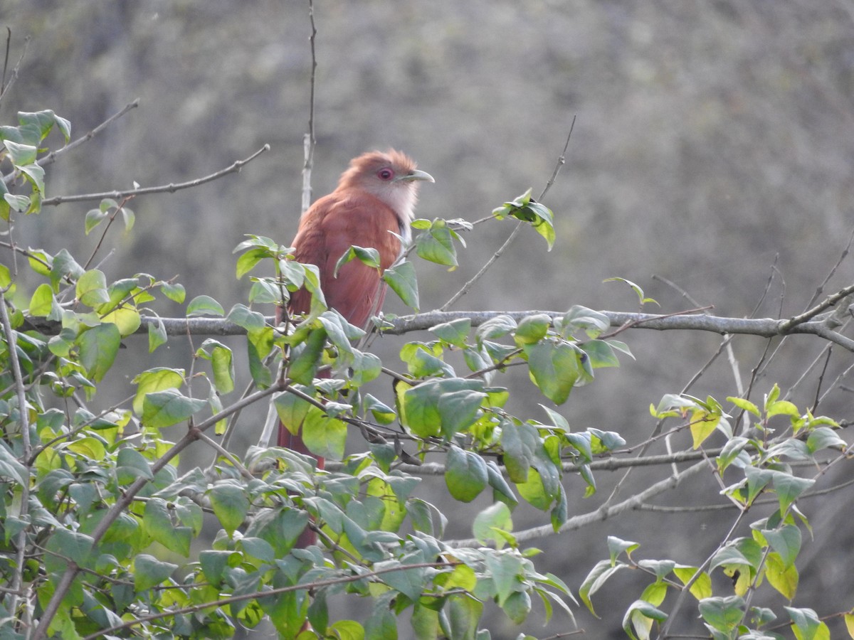 Squirrel Cuckoo - ML626978761