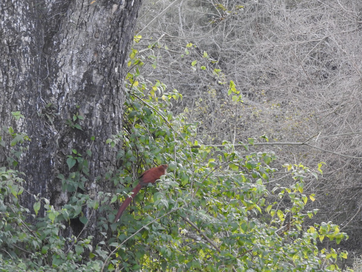 Squirrel Cuckoo - ML626978762