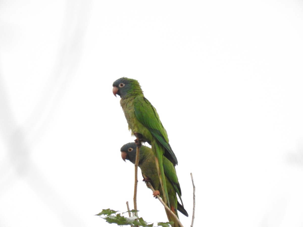 Blue-crowned Parakeet - ML626978808