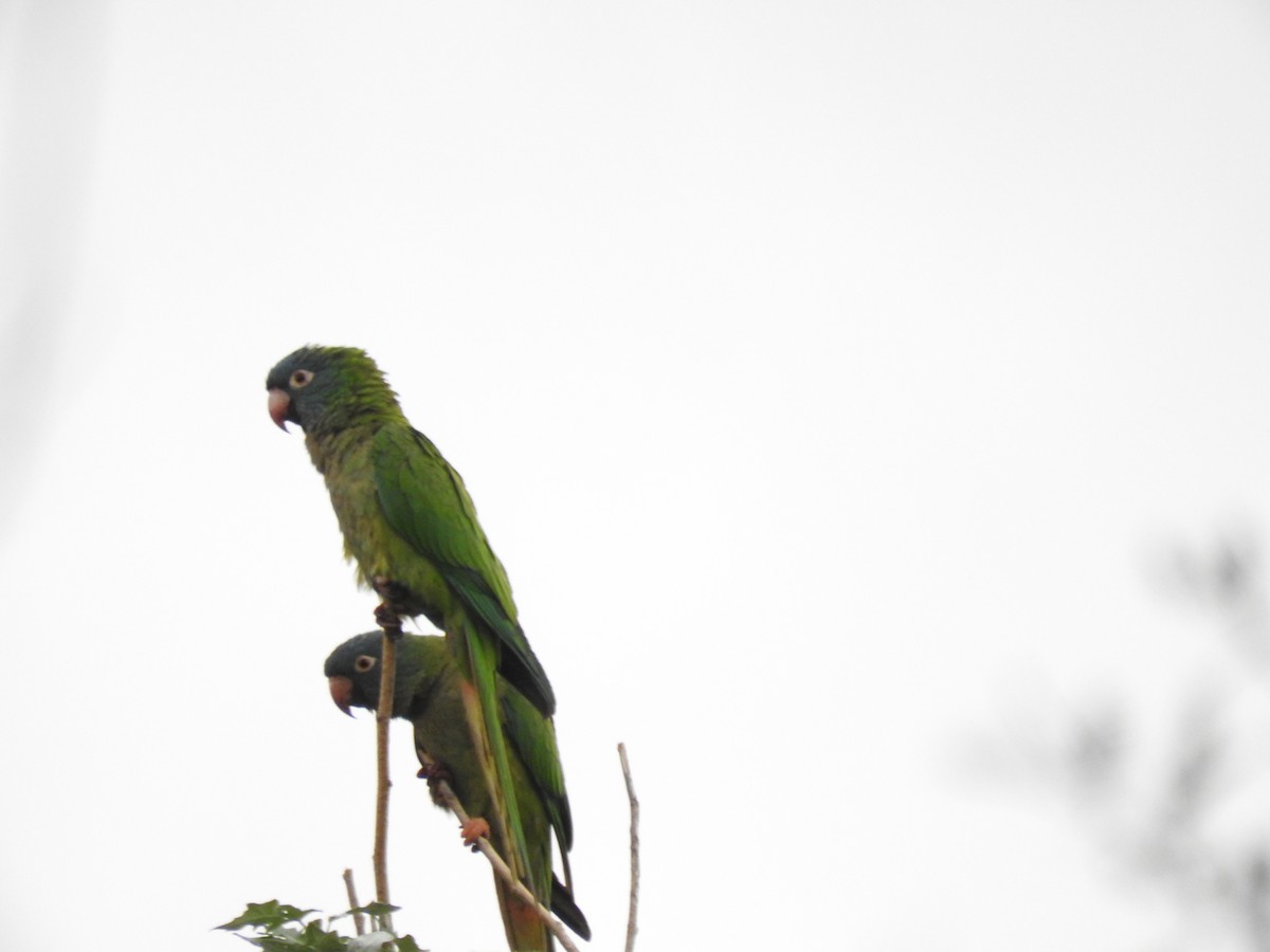 Blue-crowned Parakeet - ML626978809