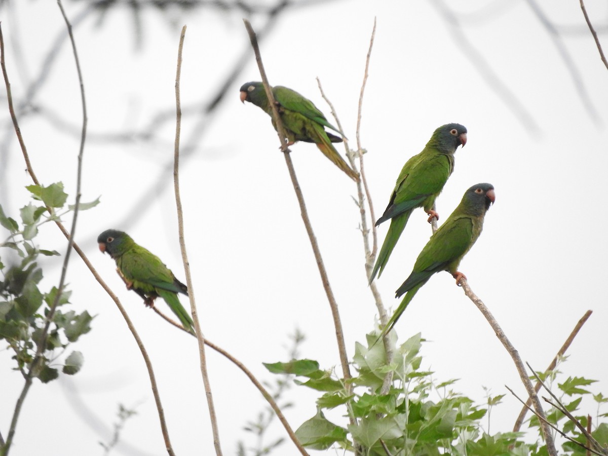 Blue-crowned Parakeet - ML626978810