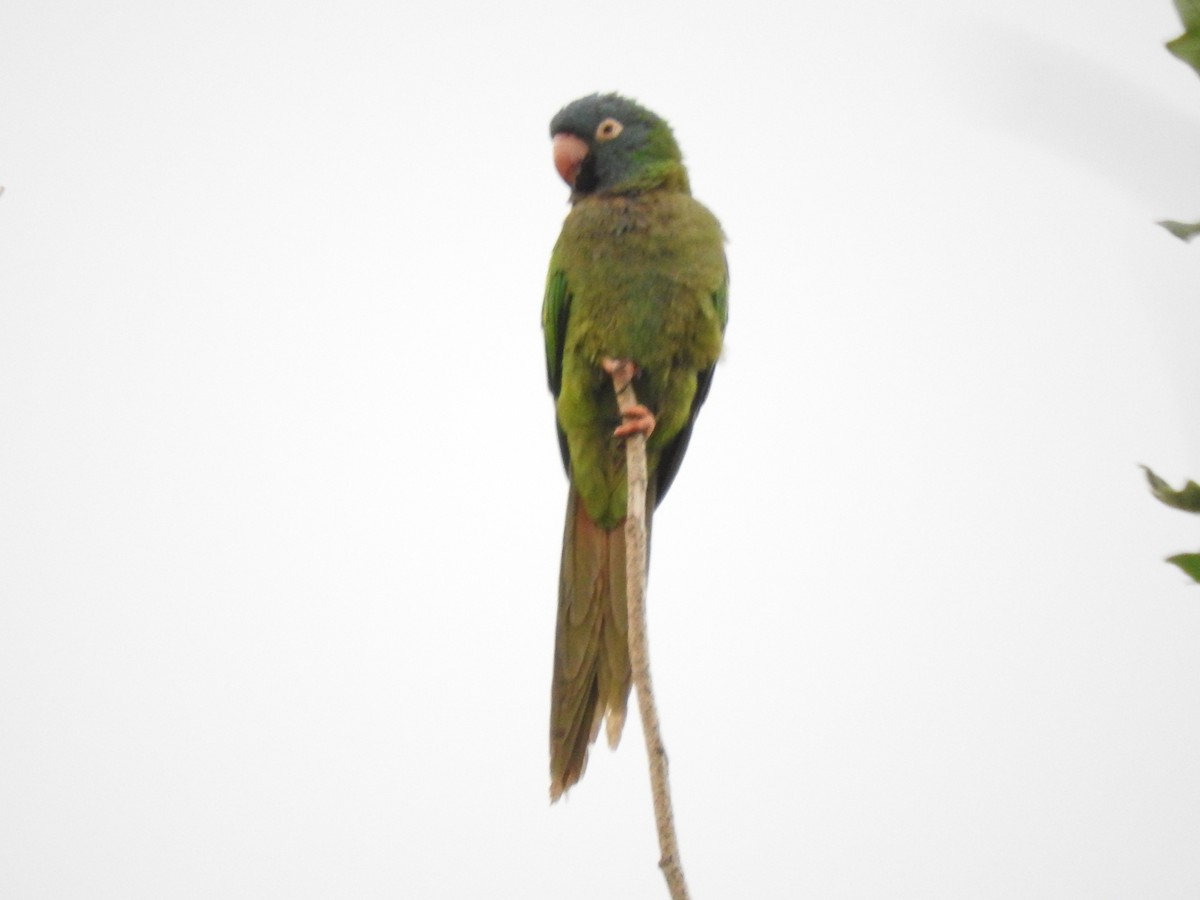 Blue-crowned Parakeet - ML626978813