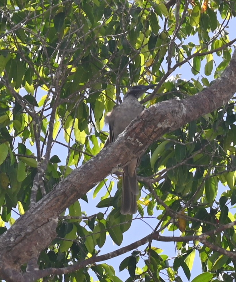 Meyer's Friarbird - ML626978814