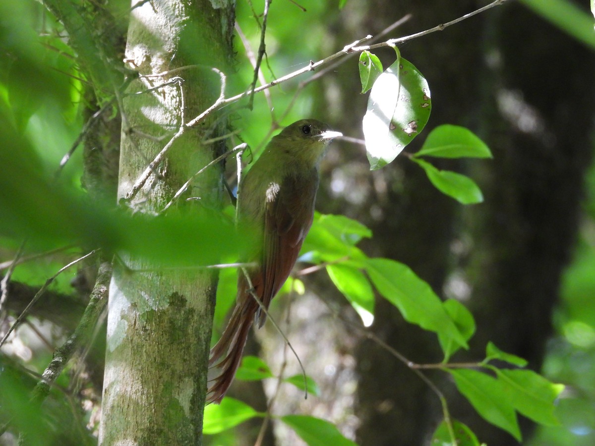 Olivaceous Woodcreeper - ML626978846