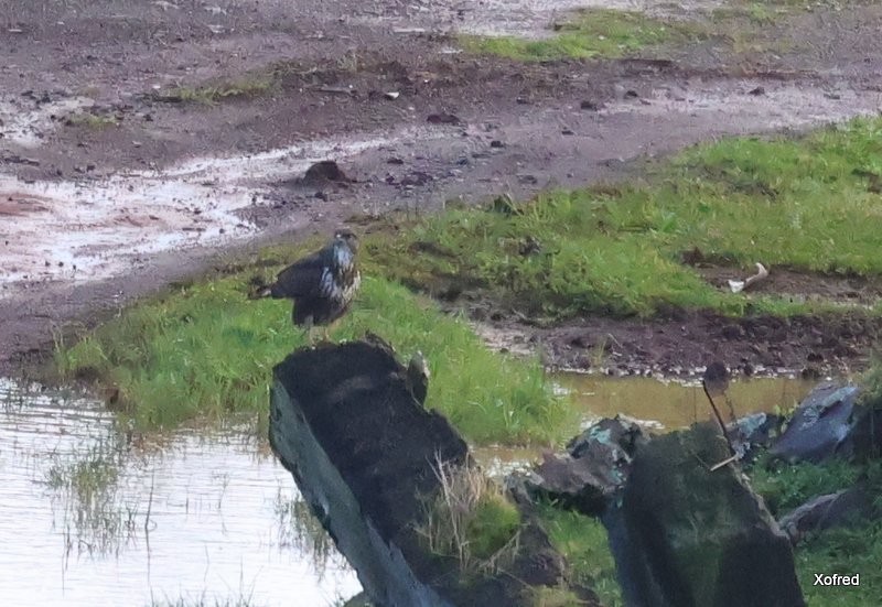 Common Buzzard (Azores) - ML626978957