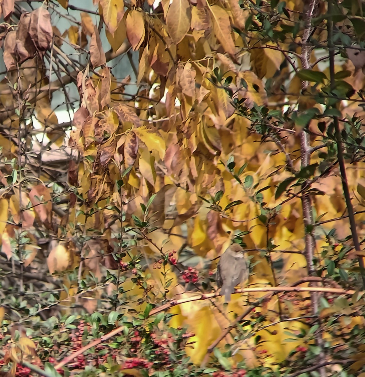 Eurasian Blackcap - ML626978969