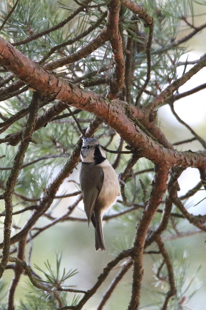 Crested Tit - ML626979032