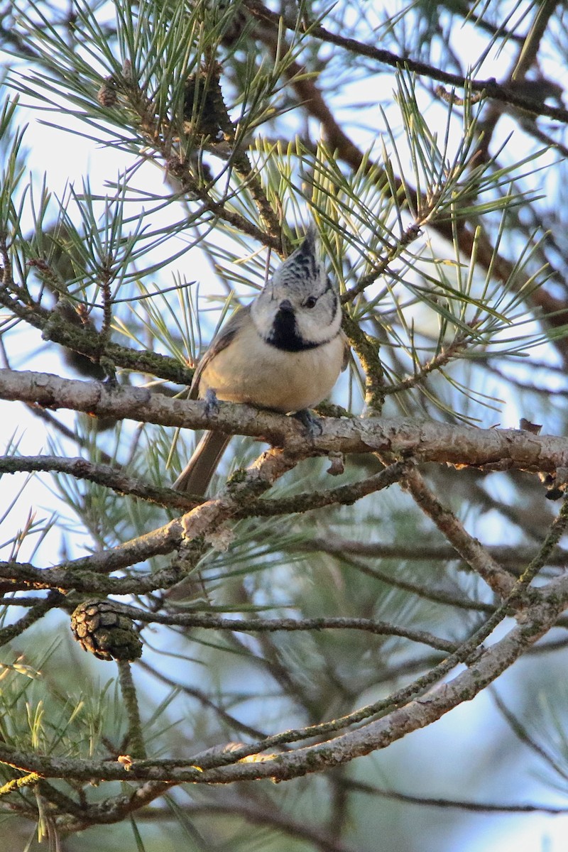 Crested Tit - ML626979033