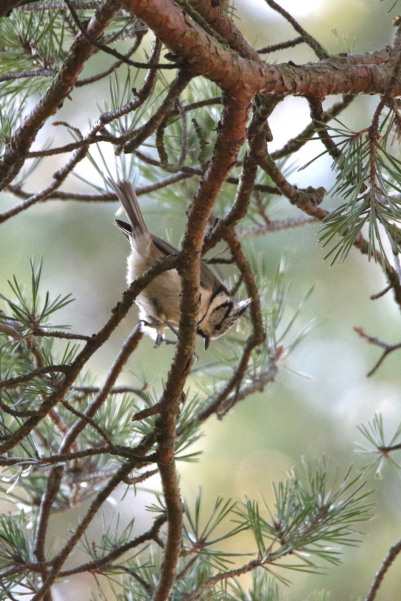 Crested Tit - ML626979034