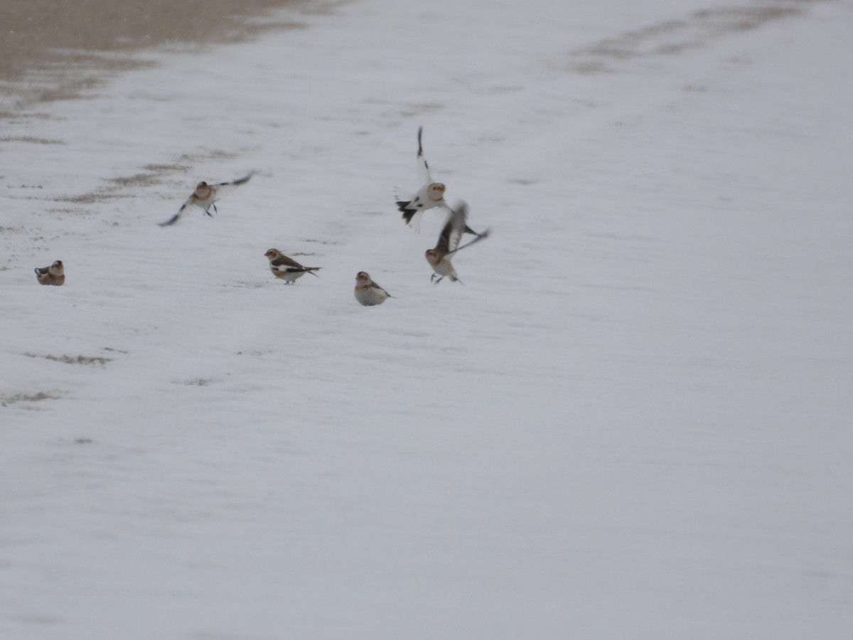 Snow Bunting - ML626979047