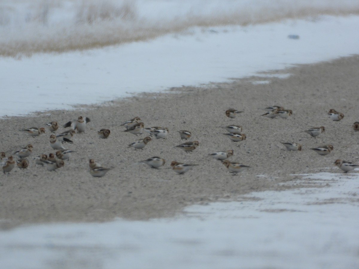 Snow Bunting - ML626979048