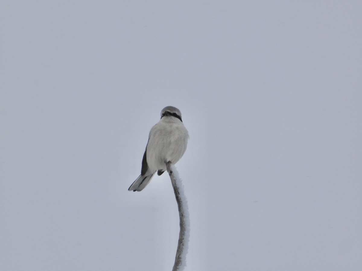 Northern Shrike - ML626979103