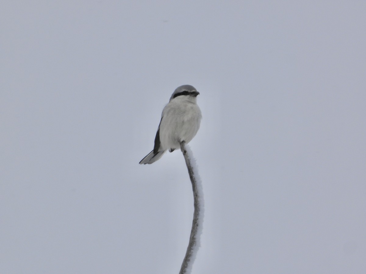 Northern Shrike - ML626979104
