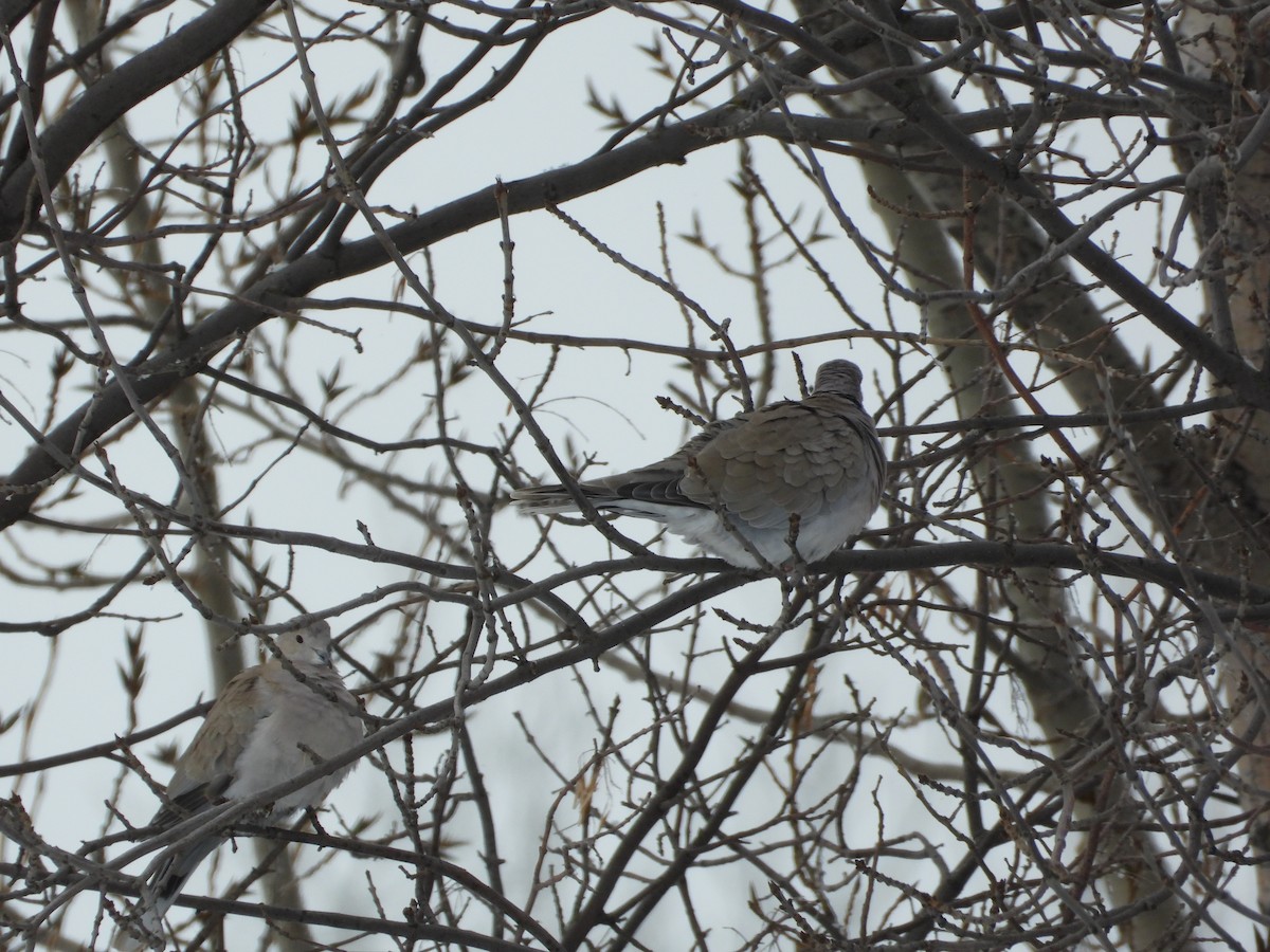 Eurasian Collared-Dove - ML626979205