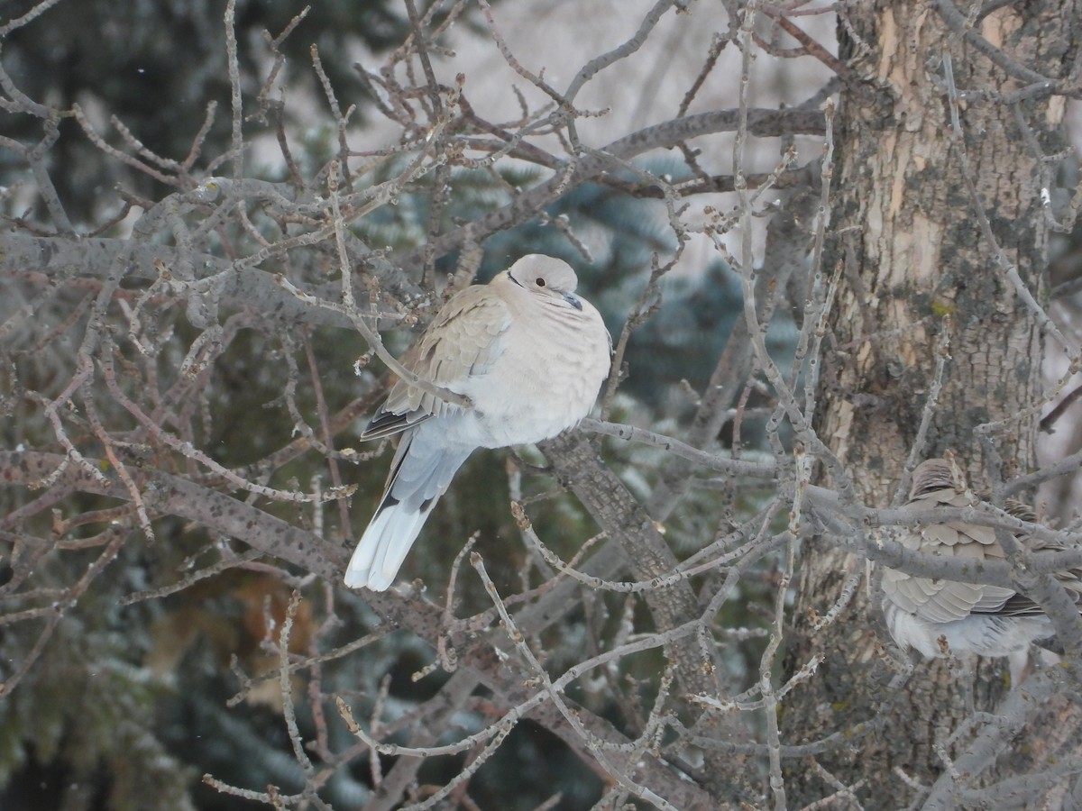 Eurasian Collared-Dove - ML626979206