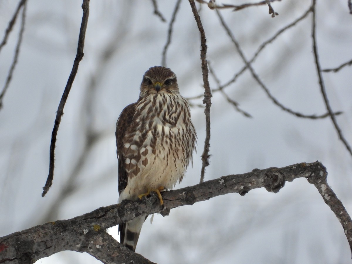 Merlin - ML626979356